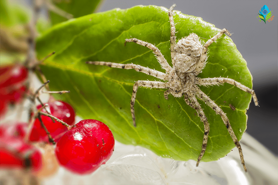 Expert ambush hunters – Flower Crab Spiders