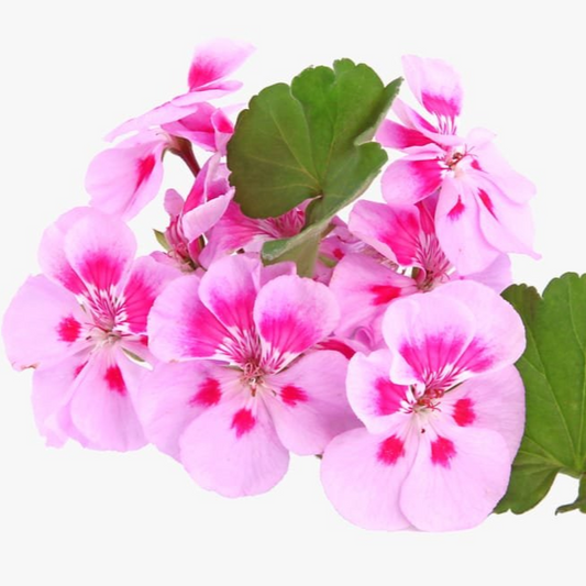 Geranium Essential Oil