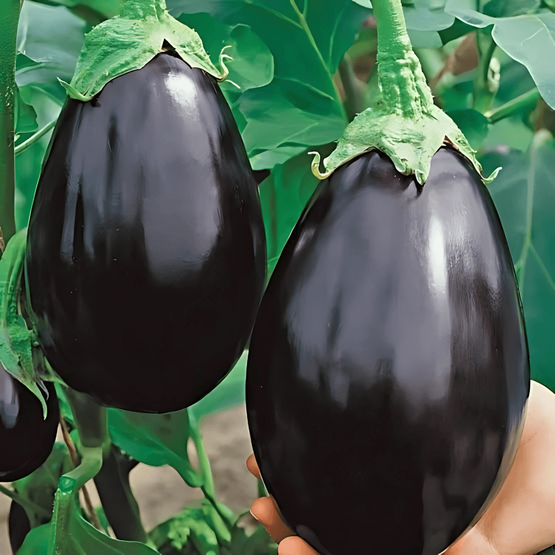 Brinjal Seeds