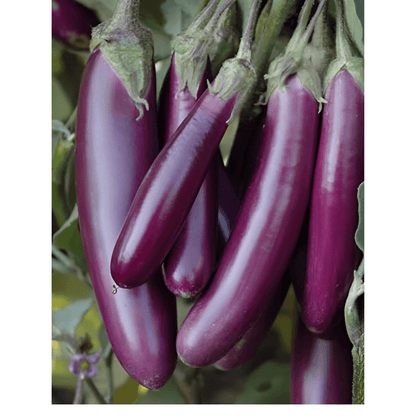 Brinjal Seeds