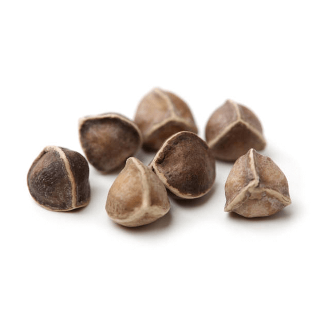 Drumstick Seeds