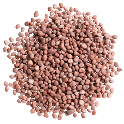 Raddish Seeds